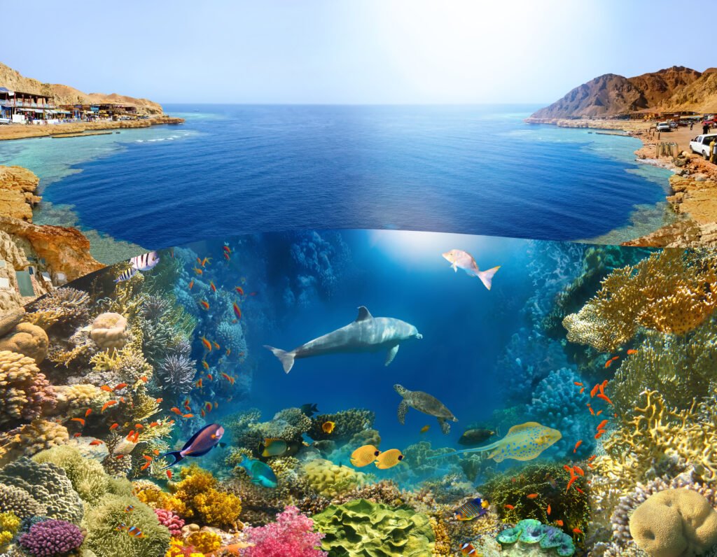 Dahab Diving Paradise for Scuba Diving and snorkeling